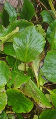 Bergenia crassifolia