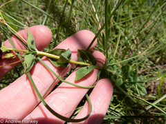 Hypericum aethiopicum