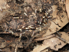 Microcerotermes