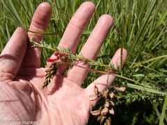 Indigofera rostrata