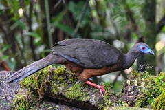 Chamaepetes goudotii