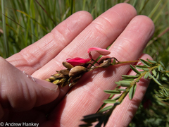 Indigofera rostrata
