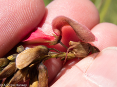 Indigofera rostrata