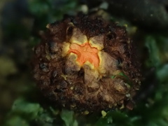 Calostoma japonicum