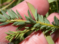 Indigofera rostrata