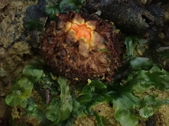 Calostoma japonicum