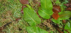 Rumex obtusifolius obtusifolius