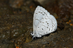 Celastrina echo gozora