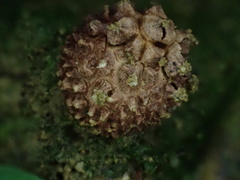 Calostoma japonicum