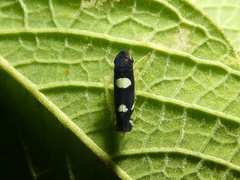 Juliaca satelles