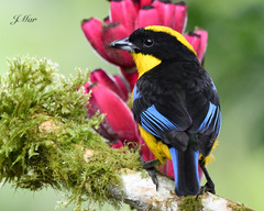 Anisognathus somptuosus