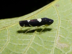 Juliaca satelles