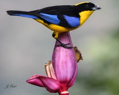 Anisognathus somptuosus