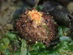 Calostoma japonicum