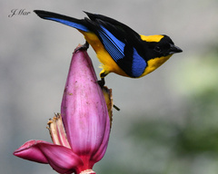 Anisognathus somptuosus