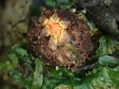 Calostoma japonicum