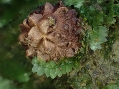 Calostoma japonicum