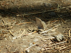 Celastrina