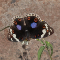 Junonia oenone oenone