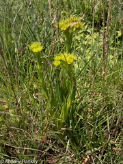 Crassula alba