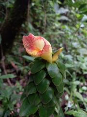 Costus claviger
