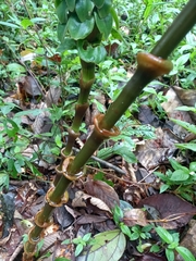 Costus claviger