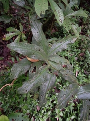 Costus claviger