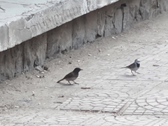Motacilla alba
