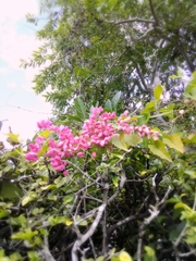 Antigonon