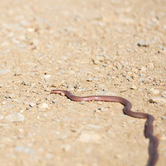 Xerotyphlops vermicularis