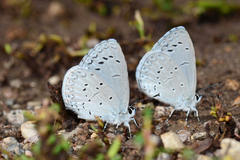 Celastrina echo