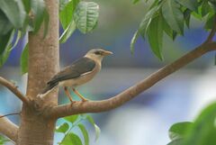 Acridotheres leucocephalus