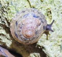 Aegista