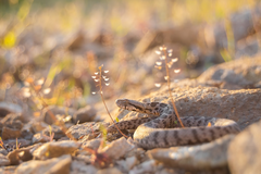Montivipera xanthina