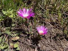 Delosperma sutherlandii