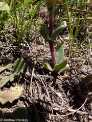 Delosperma sutherlandii