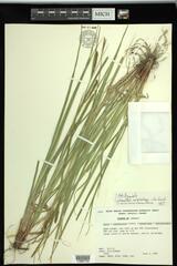 Carex × subimpressa