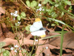 Anthocharis midea