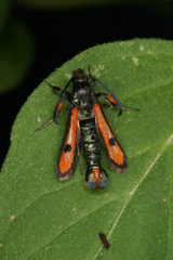 Chamaesphecia chalciformis