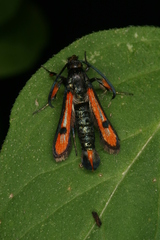 Chamaesphecia chalciformis