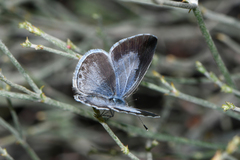 Celastrina echo