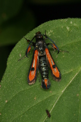 Chamaesphecia chalciformis