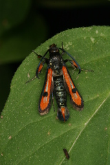 Chamaesphecia chalciformis