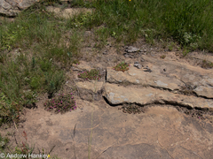 Delosperma sutherlandii