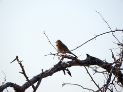 Emberiza impetuani