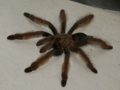 Psalmopoeus pulcher