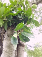Ficus elastica