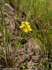 Gentianaceae