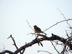 Emberiza impetuani
