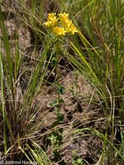 Gentianaceae